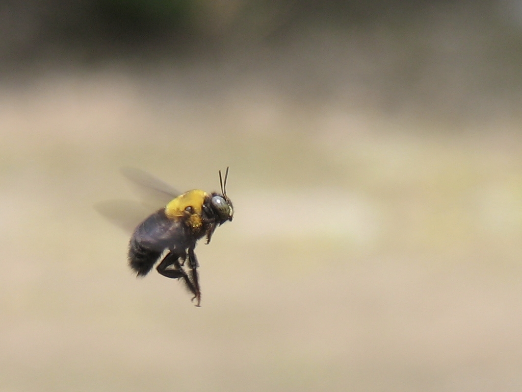 価格 Com 3 ホバリング蜂 テレコン換算245mm Canon Powershot G9 スッ転コロリンさん のクチコミ掲示板投稿画像 写真 さくらを 撮りに いきませんかぁ