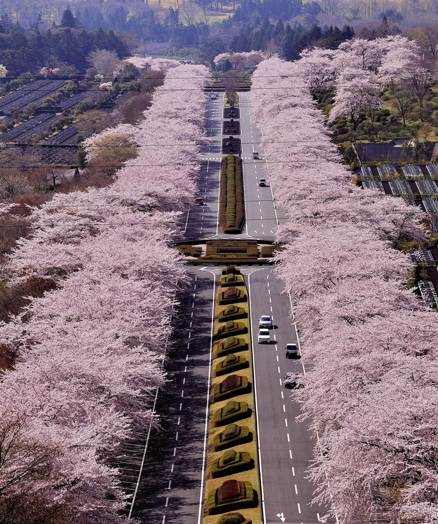 価格 Com 富士霊園の桜並木 ニコン F6 ボディ Minato Fuji326さん のクチコミ掲示板投稿画像 写真 こんなお花をと撮っちゃいました