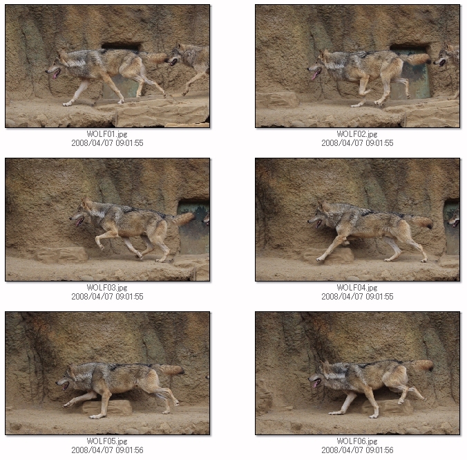 価格 Com 1dmk3 オオカミの走り方 オリンパス E 3 ボディ Fj2501さん のクチコミ掲示板投稿画像 写真 E 3x2その後 850