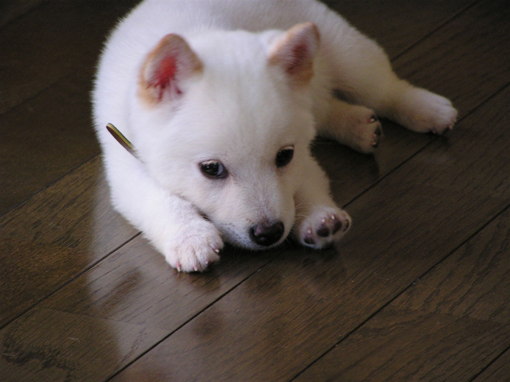 価格 Com うちの子 小さいとき 今４才 小型犬 柴犬 シロゲのチョッパーさん のクチコミ掲示板投稿画像 写真 柴ってかわいい ですね 19