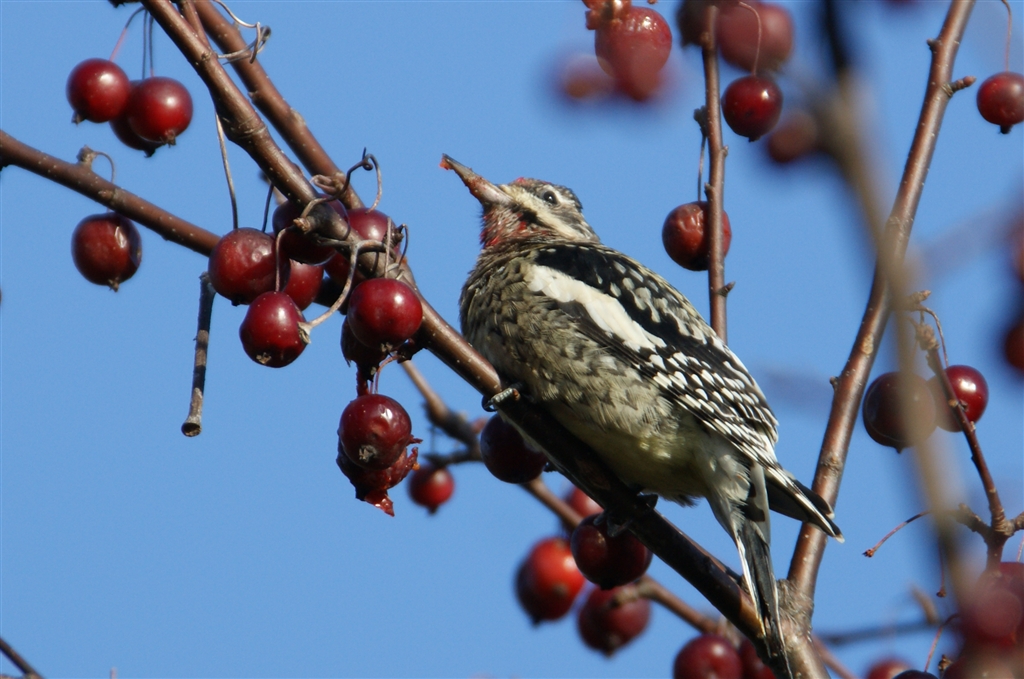 『くいしんぼのシルスイキツツキ幼鳥。口がくわんくわんになってます。』SONY α700 DSLRA700 ボディ