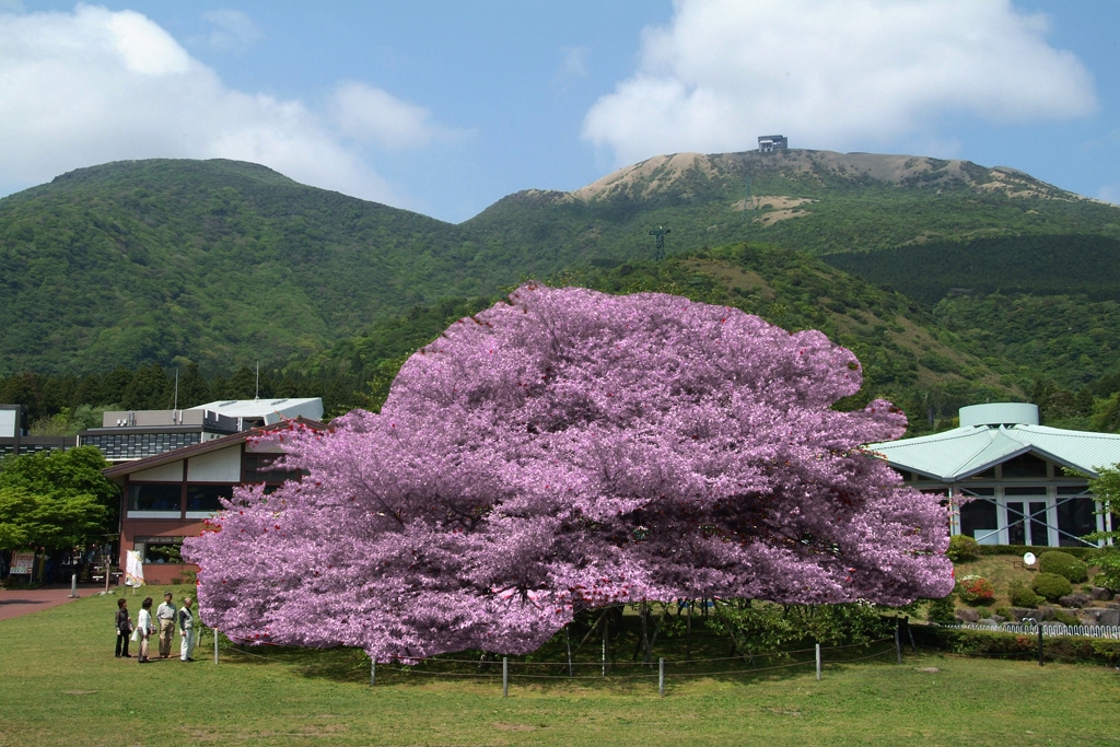 価格 Com 箱根園大島桜 O バキッ 富士フイルム Finepix S5 Pro ボディ ｆシングル大好きさん のクチコミ掲示板投稿画像 写真 S5proはもちろんs Proシリーズ Ok その５