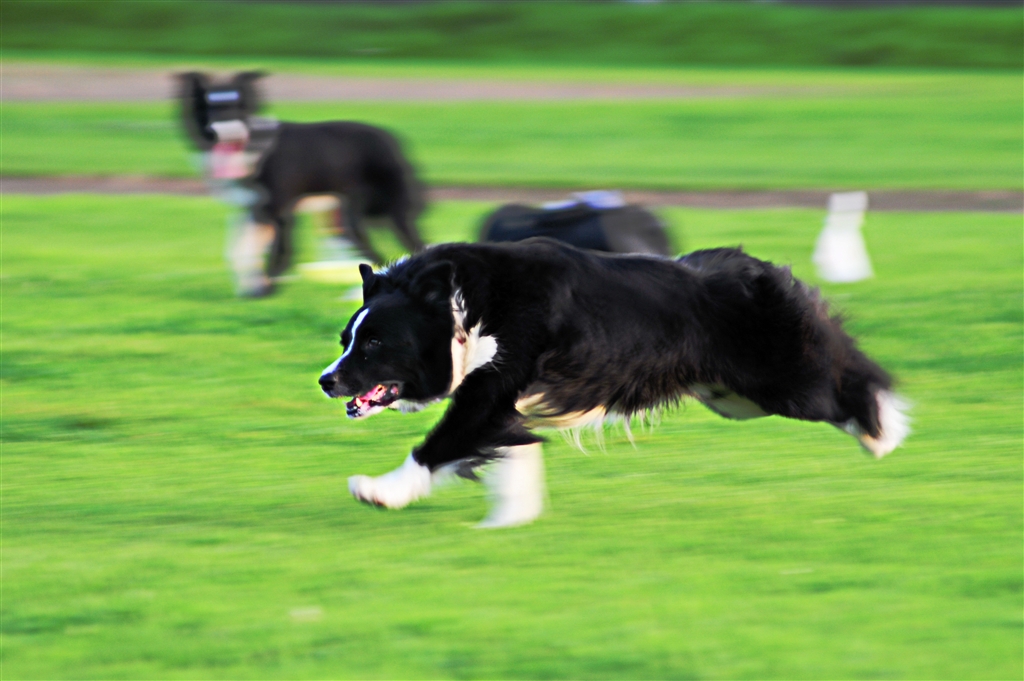 価格 Com 横に走る犬なら Afの遅いレンズでも流し撮りで何とかなる かも ニコン Af S Vr Zoom Nikkor 70 300mm F 4 5 5 6g If Ed ４００１さん のクチコミ掲示板投稿画像 写真 迷ってます どの道を選ぶのが正解でしょう