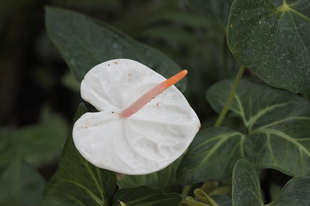 価格 Com なんとも男らしい花で あれ このレンズは Canon Ef135mm F2l Usm エヴォン さん のクチコミ掲示板投稿画像 写真 やっぱり いいです ゞｐａｒｔ２