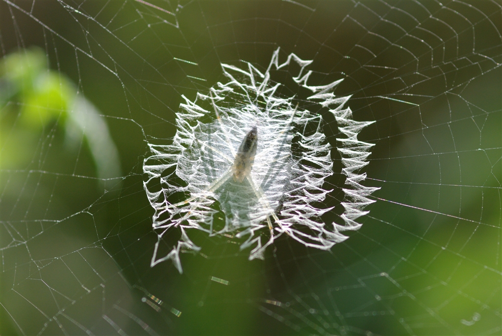 価格 Com 日光を浴びた半透明なクモの隠れ糸 デジタル一眼カメラ 常にマクロレンズ携帯さんのクチコミ掲示板投稿画像 写真 良い季節ですねえ 其の二
