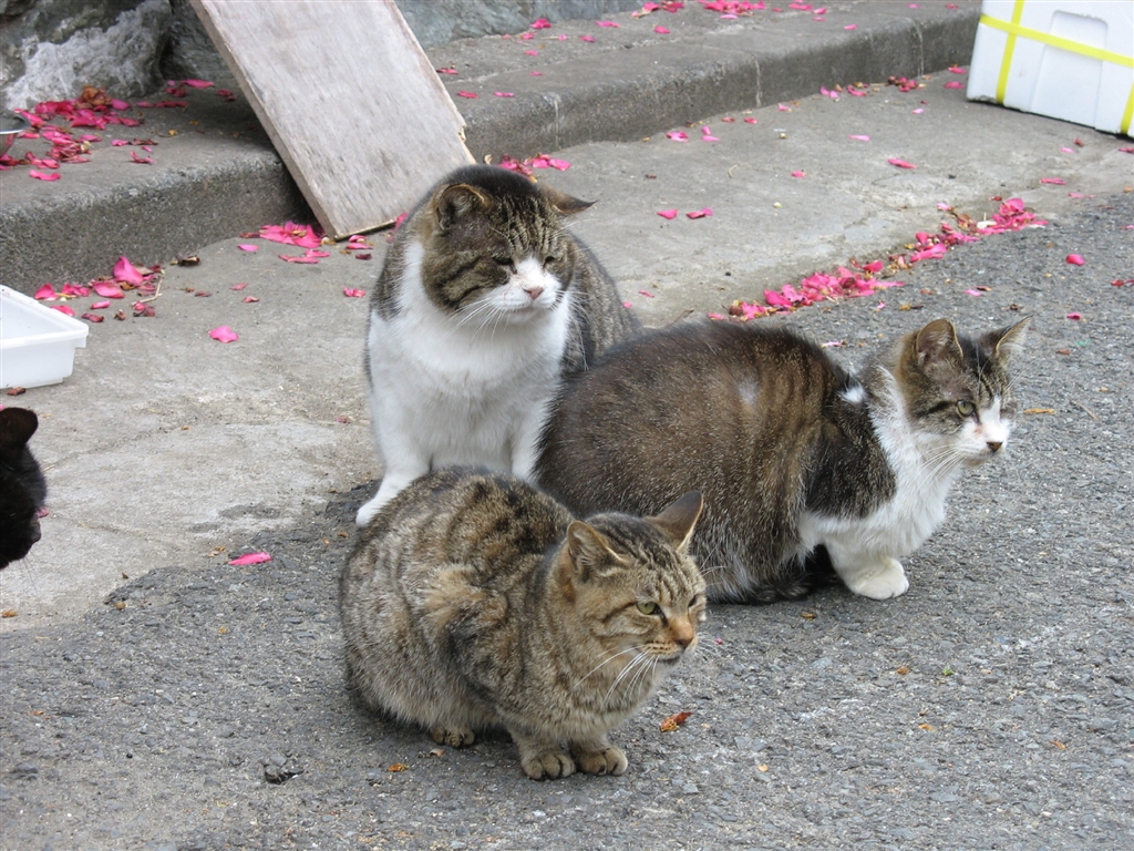 価格 Com 江ノ島で デブ猫トリオ カメラその他 すえるじおおりばさんのクチコミ掲示板投稿画像 写真 横浜は開港１５０周年です お写真を拝見させて下さい 3738