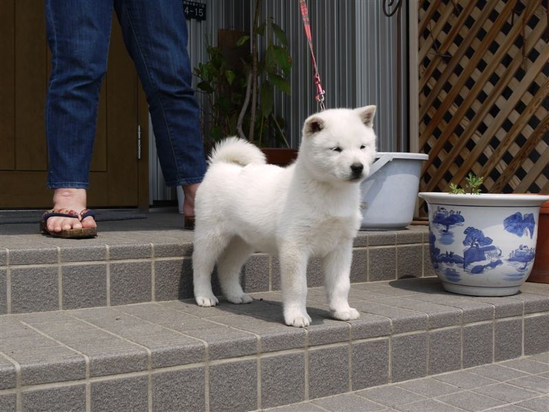 価格 Com 生後二ヶ月のマメの駐立姿勢 中型犬 北海道犬 Dokenさん のクチコミ掲示板投稿画像 写真 どちらかというとマイナーな存在な北海道 犬について