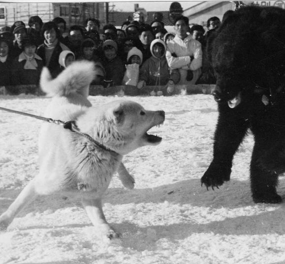 価格 Com 数年前までの獣猟競技 ナマの熊に北海道犬を対峙させていた 中型犬 北海道犬 Dokenさん のクチコミ掲示板投稿画像 写真 どちらかというとマイナーな存在な北海道犬について