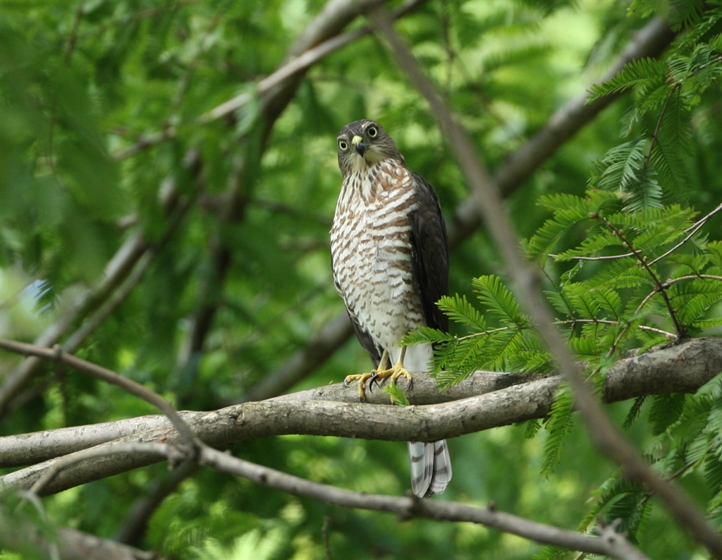 価格 Com 都内の公園で撮影したツミの若鳥 カメラその他 よっちゃん3さんのクチコミ掲示板投稿画像 写真 カメラ レンズ 素晴らしき仲間たち At価格 Com