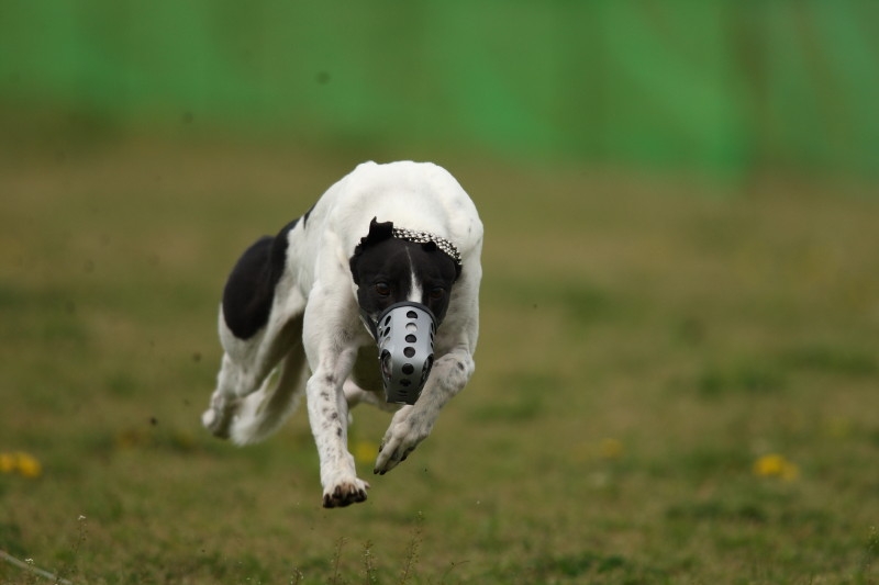 価格 Com グレイハウンド 世界一速い犬 ニコン D300s ボディ しゅっしゅさん のクチコミ掲示板投稿画像 写真 Afスピードと精度について
