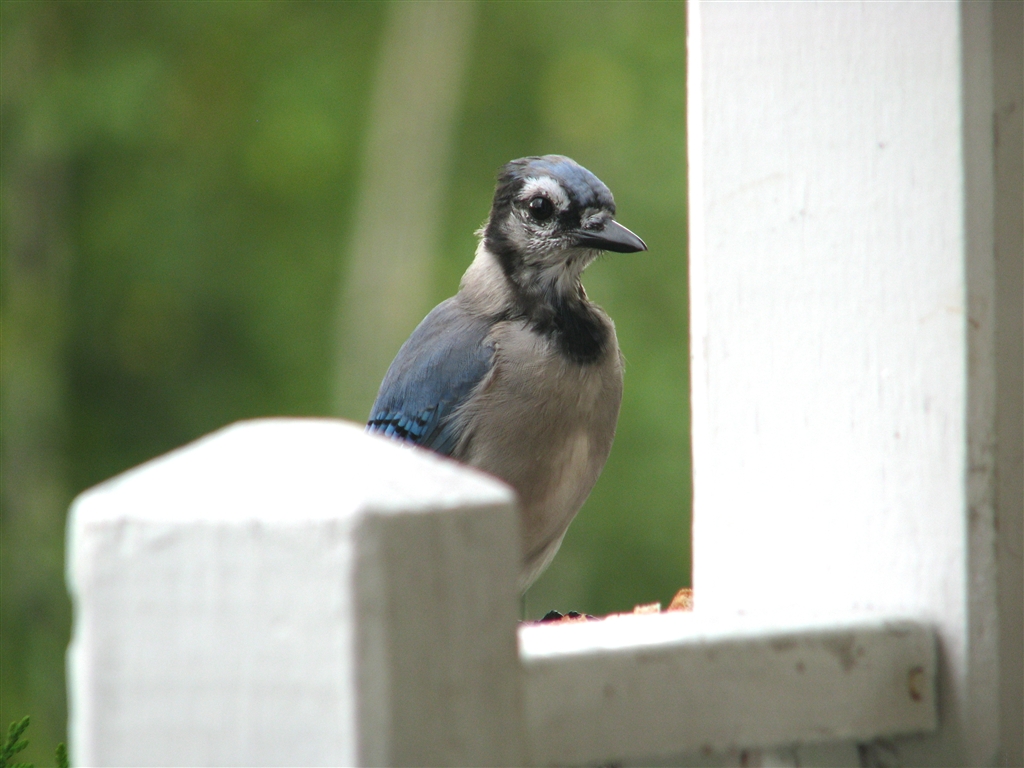 価格 Com Blue Jay アオカケス Canon Powershot S5 Is 熱気球さん のクチコミ掲示板投稿画像 写真 みなさんまだまだ大活躍ですか