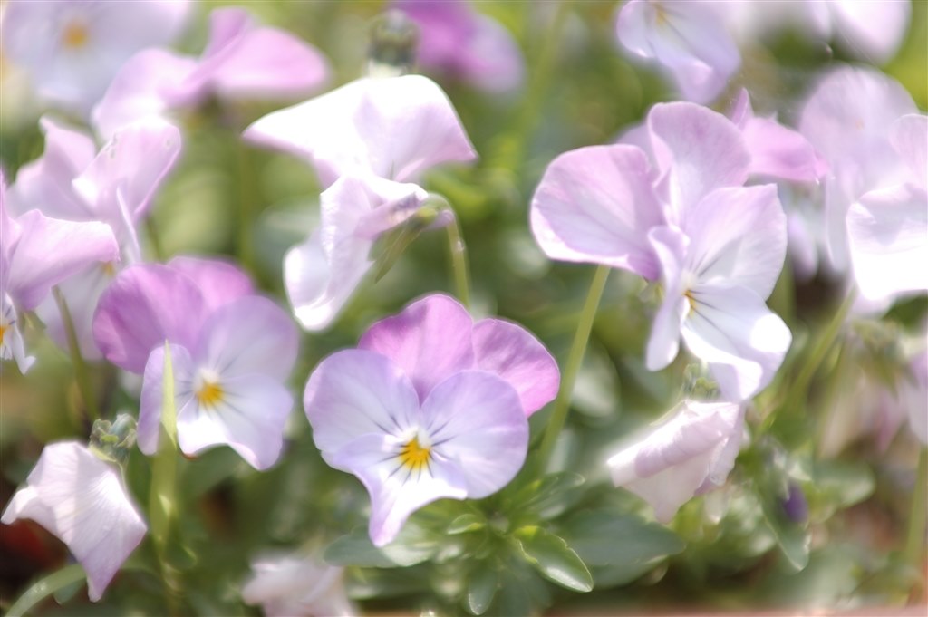 At X270 Af Proの画質 Tokina At X 280af Pro ｷﾔﾉﾝ用 のクチコミ掲示板 価格 Com