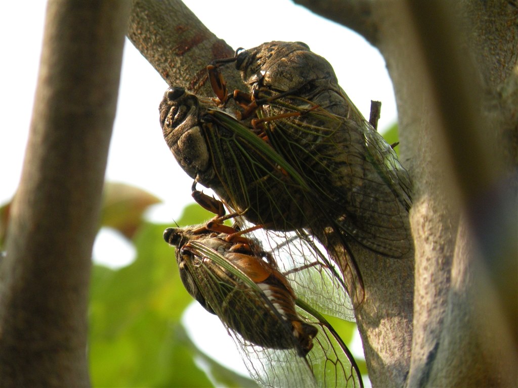 E 3で撮った夏の昆虫 オリンパス E 3 ボディ のクチコミ掲示板 価格 Com