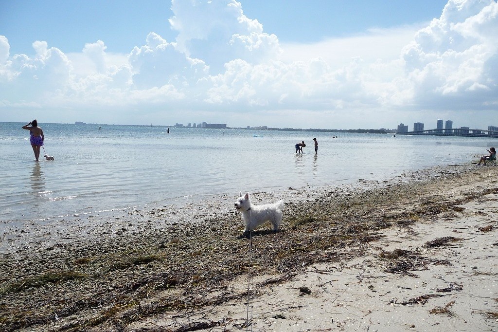 LUMIX DMC-TZ5：中国語のメニューがありますか？』 パナソニック LUMIX