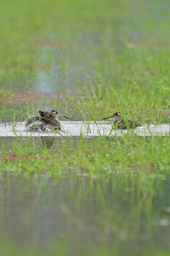 購入しました』 ペンタックス SMC PENTAXM☆67 800mmF6.7ED[IF] の 