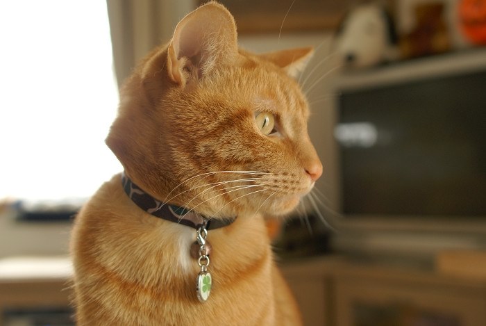 レンズ選び』 SONY α350 DSLR-A350 ボディ のクチコミ掲示板 - 価格.com