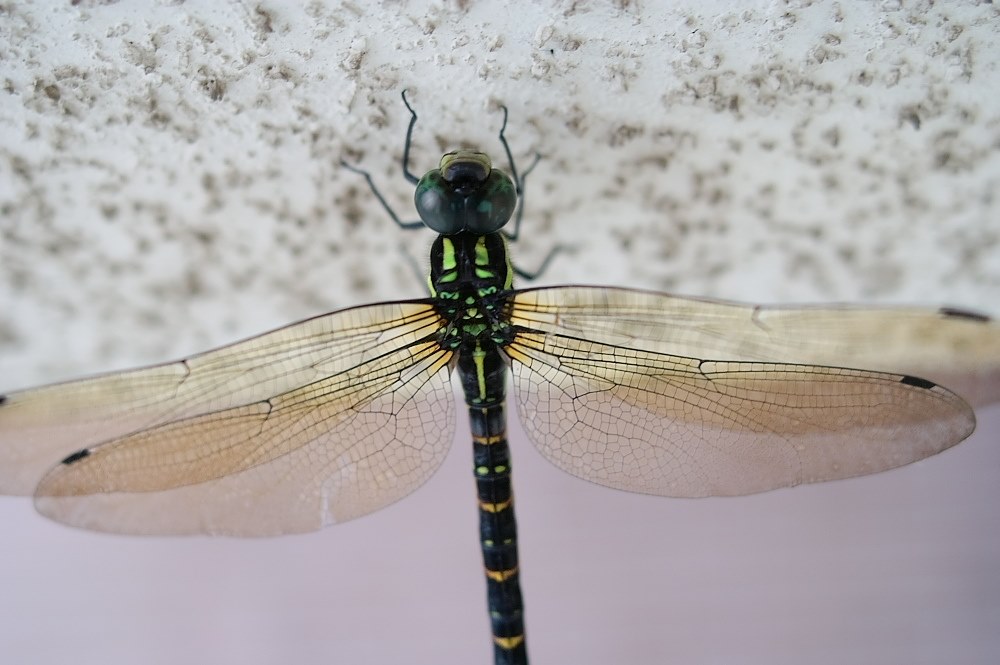 ✨美品✨SONY α350✨ ダブルレンズ✨運動会やスポーツ観戦におすすめ