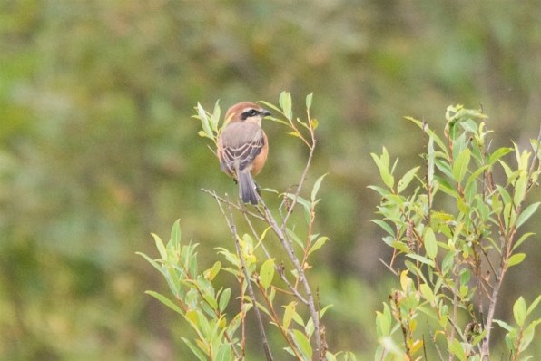 αで９月の野鳥撮影』 SONY α700 DSLR-A700 ボディ のクチコミ掲示板