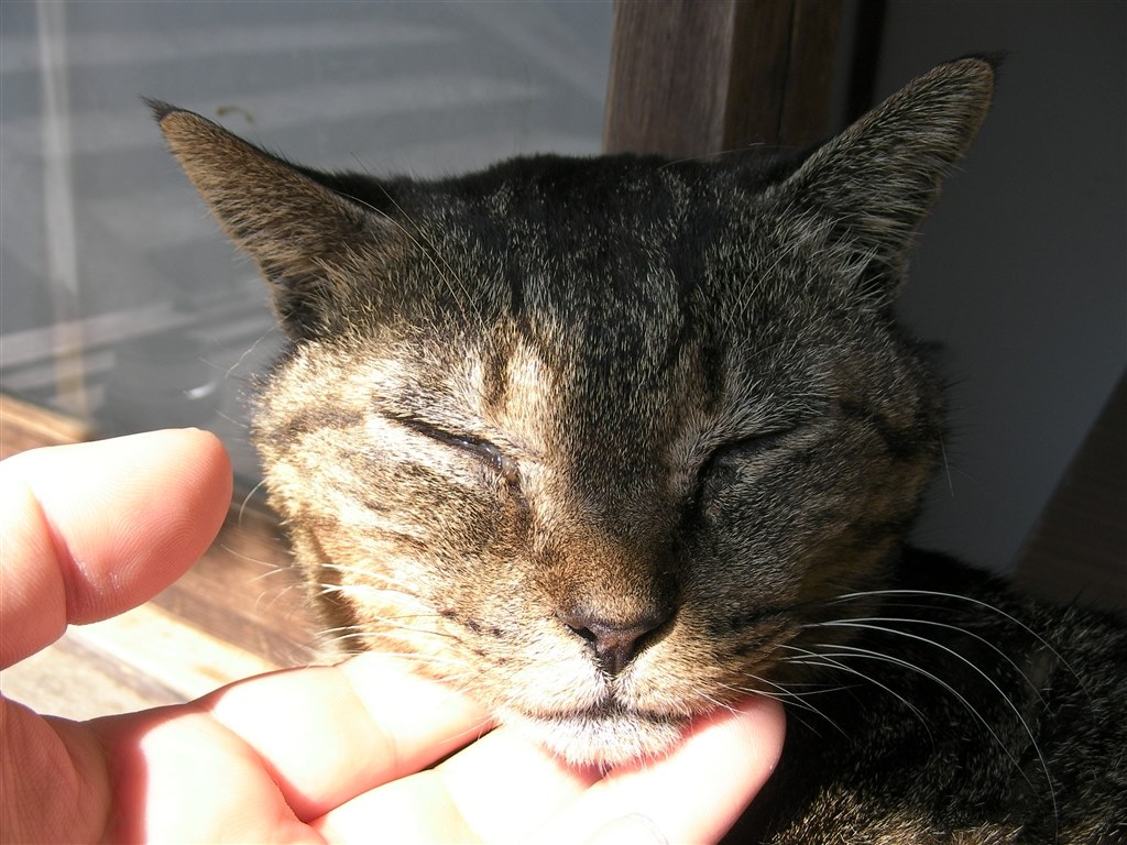 皆様の所の猫は 引き戸やドアを開けたりしますか クチコミ掲示板 価格 Com