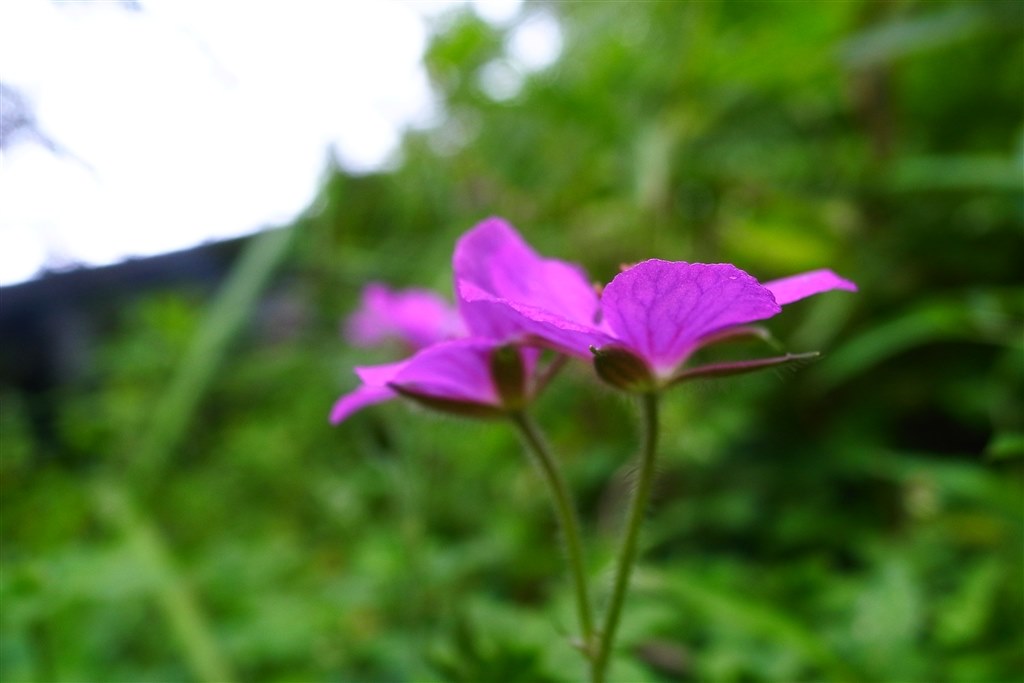 マゼンタ系の花などの色 クチコミ掲示板 価格 Com