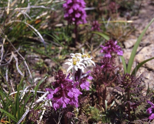 マミヤ Mamiya KL 90mm F3.5L投稿画像・動画 - 価格.com