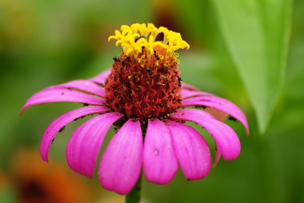 マミヤ Mamiya KL 90mm F3.5L投稿画像・動画 - 価格.com