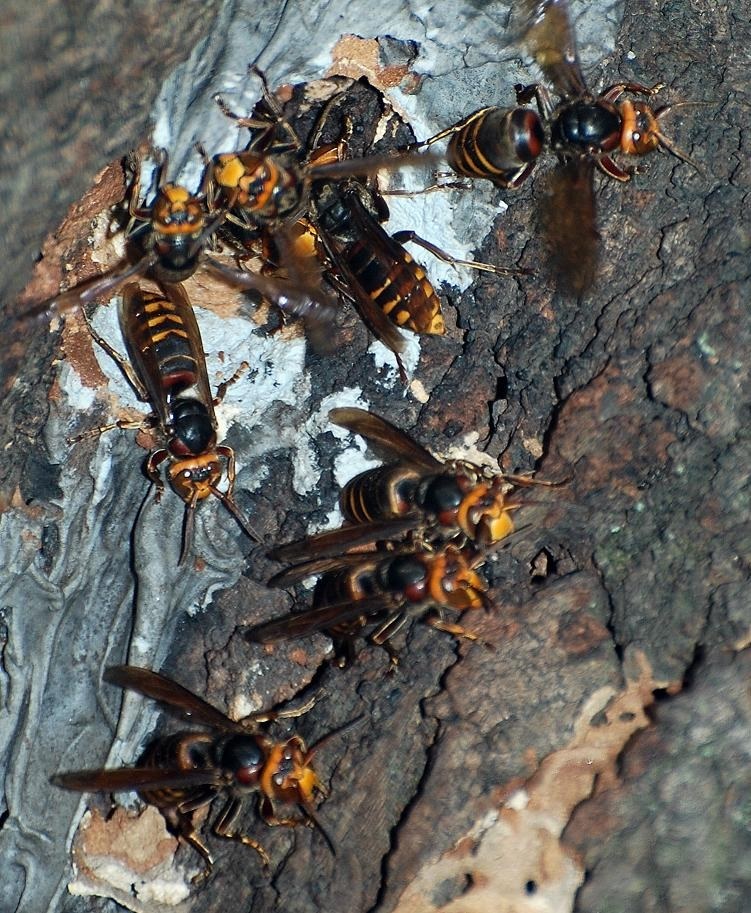 スズメバチ ニコン D40 ボディ のクチコミ掲示板 価格 Com