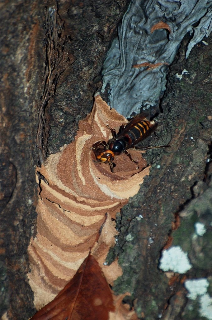 スズメバチの巣（本物） スズメバチの巣 本物 - メルカリ