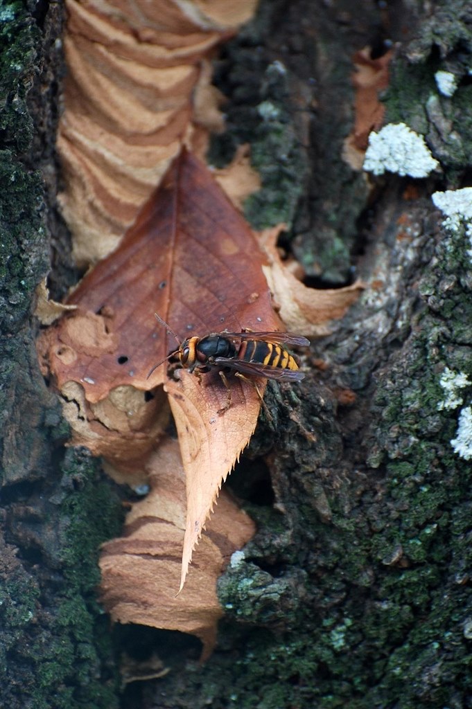 スズメバチ ニコン D40 ボディ のクチコミ掲示板 価格 Com