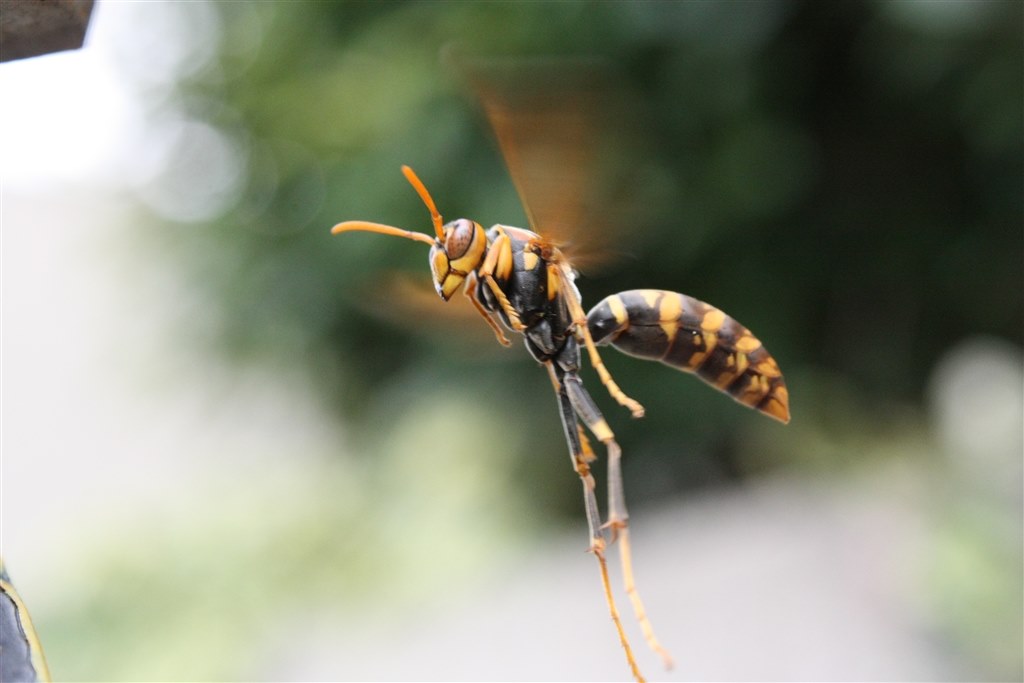 スズメバチ ニコン D40 ボディ のクチコミ掲示板 価格 Com