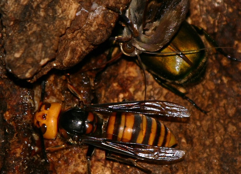 スズメバチ ニコン D40 ボディ のクチコミ掲示板 価格 Com