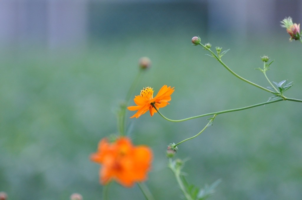 バッテリーの劣化度表示機能はありがたい』 ニコン D90 ボディ の