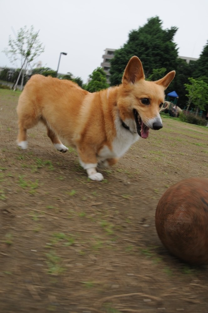 犬 販売 歩きながら 靴 かんで