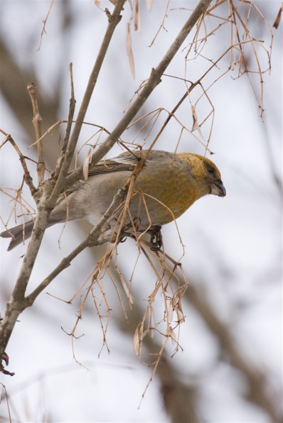 α700で2月の野鳥撮影』 SONY α700 DSLR-A700 ボディ のクチコミ掲示板