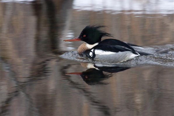 α700で2月の野鳥撮影』 SONY α700 DSLR-A700 ボディ のクチコミ掲示板