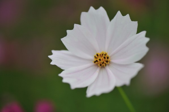 239・白花柄 残りわずか 歪む