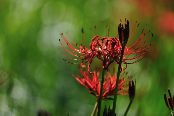 秋の花と 風景を楽しく撮ろう！！』 クチコミ掲示板 - 価格.com