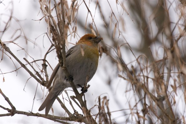 α700で2月の野鳥撮影』 SONY α700 DSLR-A700 ボディ のクチコミ掲示板