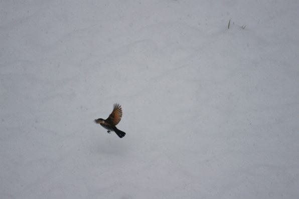 00で2月の野鳥撮影 Sony 00 Dslr 00 ボディ のクチコミ掲示板 価格 Com 00で2月の野鳥撮影 Sony 00 Dslr 00 ボディ のクチコミ掲示板 価格 Com