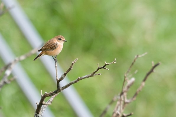 αで１０月の野鳥撮影』 SONY α700 DSLR-A700 ボディ のクチコミ掲示板