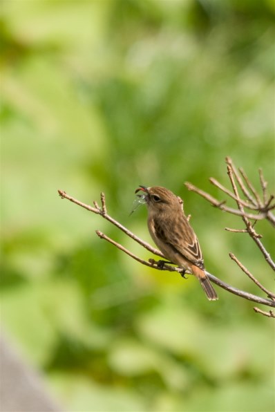 αで１０月の野鳥撮影』 SONY α700 DSLR-A700 ボディ のクチコミ掲示板