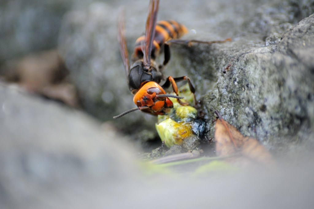 スズメバチ ニコン D40 ボディ のクチコミ掲示板 価格 Com