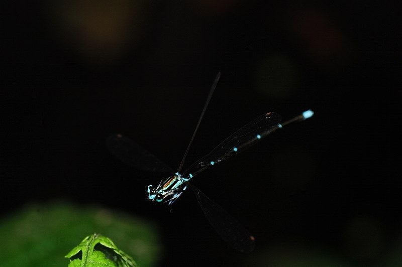 昆虫が撮りたいです。』 TAMRON SP AF90mm F/2.8 Di MACRO 1:1 (Model272E) (ﾆｺﾝ用) のクチコミ掲示板  - 価格.com