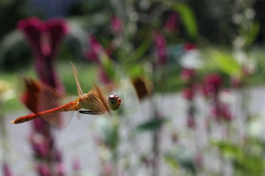 昆虫が撮りたいです。』 TAMRON SP AF90mm F/2.8 Di MACRO 1:1 (Model272E) (ﾆｺﾝ用) のクチコミ掲示板  - 価格.com