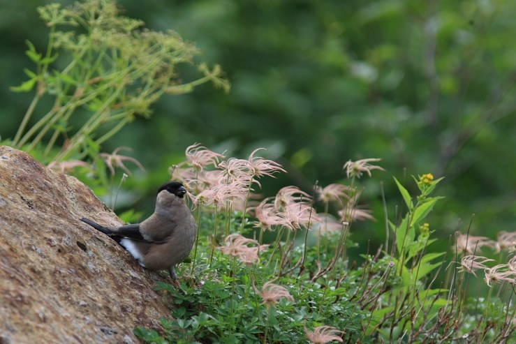 ずばり・・・野鳥の飛び物撮影に向いてますか？』 CANON EF300mm F4L