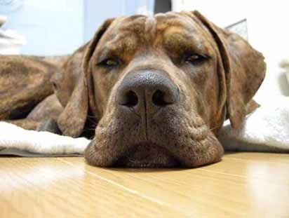 オールドイングリッシュマスティフ 大型犬 マスティフ のクチコミ掲示板 価格 Com