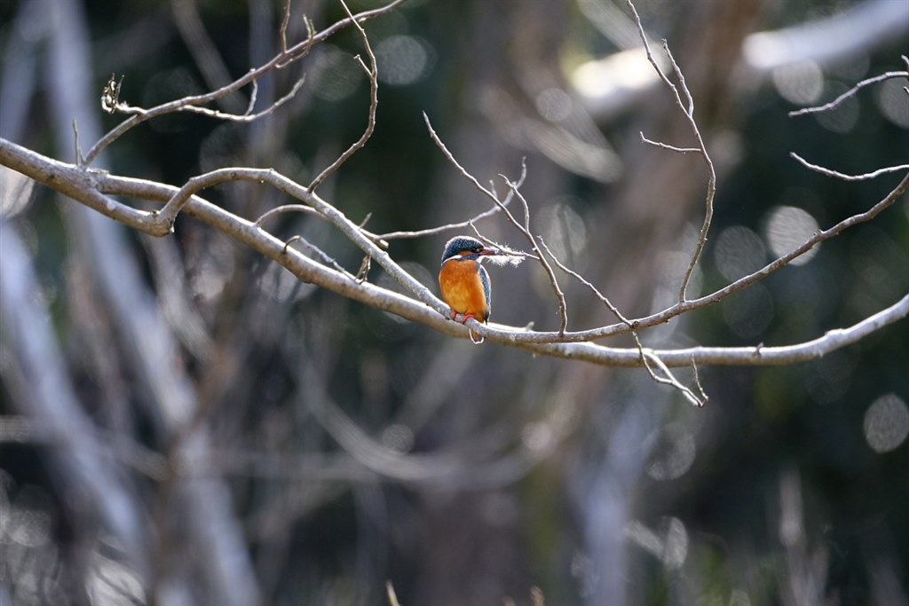 初めての撮影＆カワセミ』 CANON EF500mm F4L IS USM のクチコミ掲示板