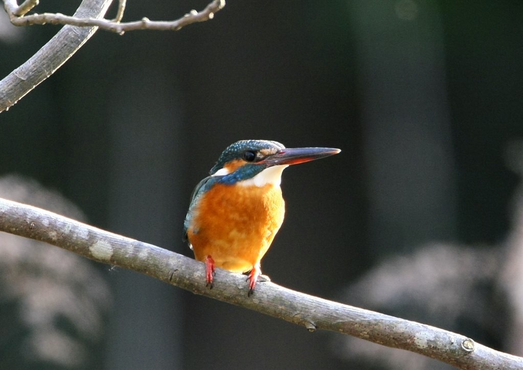 野鳥撮影に！Canon EF 500mm F4 IS 初めての撮影＆カワセミ』 CANON EF500mm F4L IS USM のクチコミ掲示板