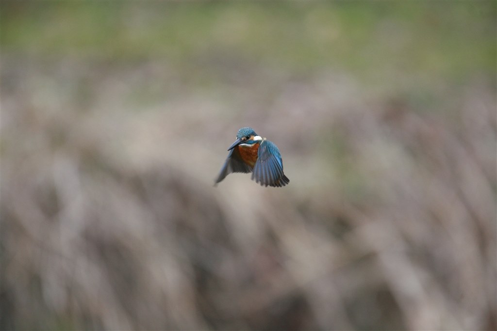初めての撮影＆カワセミ』 CANON EF500mm F4L IS USM のクチコミ掲示板