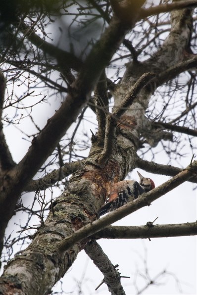 αで１１月の野鳥撮影』 SONY α700 DSLR-A700 ボディ のクチコミ掲示板